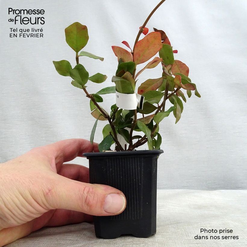 Spécimen de Trachelospermum asiaticum - Faux jasmin jaune Godet de 8/9 cm tel que livré en hiver