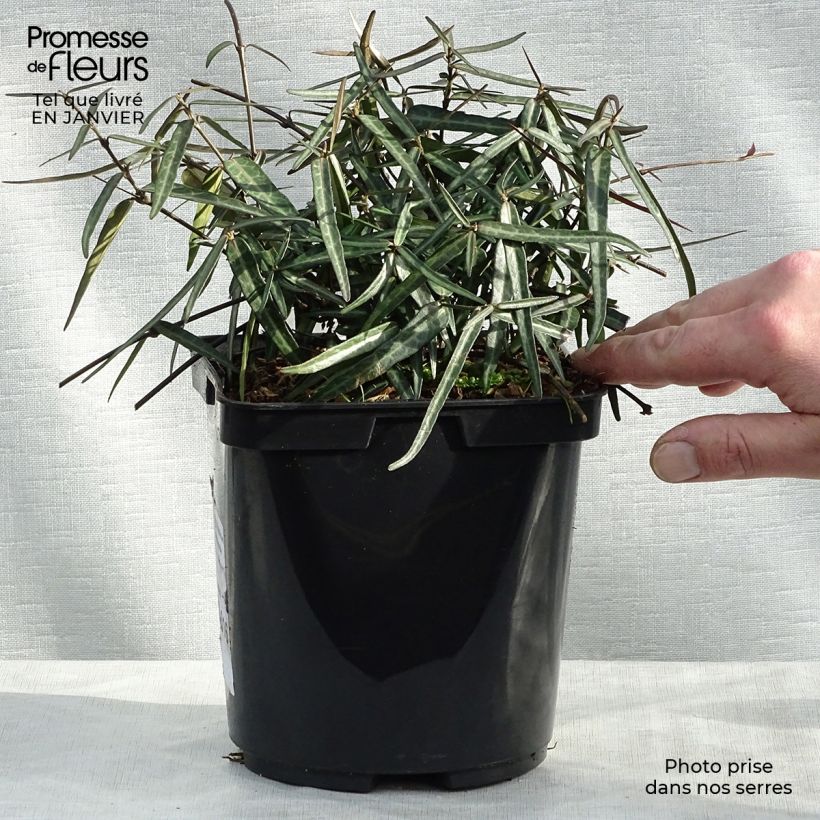 Spécimen de Trachelospermum asiaticum Theta - Jasmin étoilé Pot de 3L/4L tel que livré en hiver