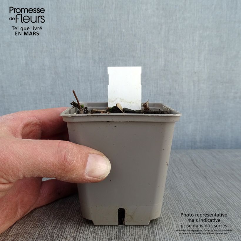 Spécimen de Trachelospermum asiaticum Theta - Jasmin étoilé Godet de 8/9 cm tel que livré en hiver