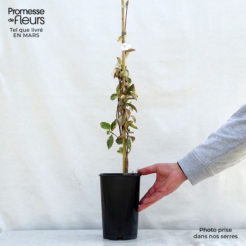 Spécimen de Trachelospermum jasminoides Variegatum - Jasmin étoilé Pot de 2L/3L tel que livré au printemps