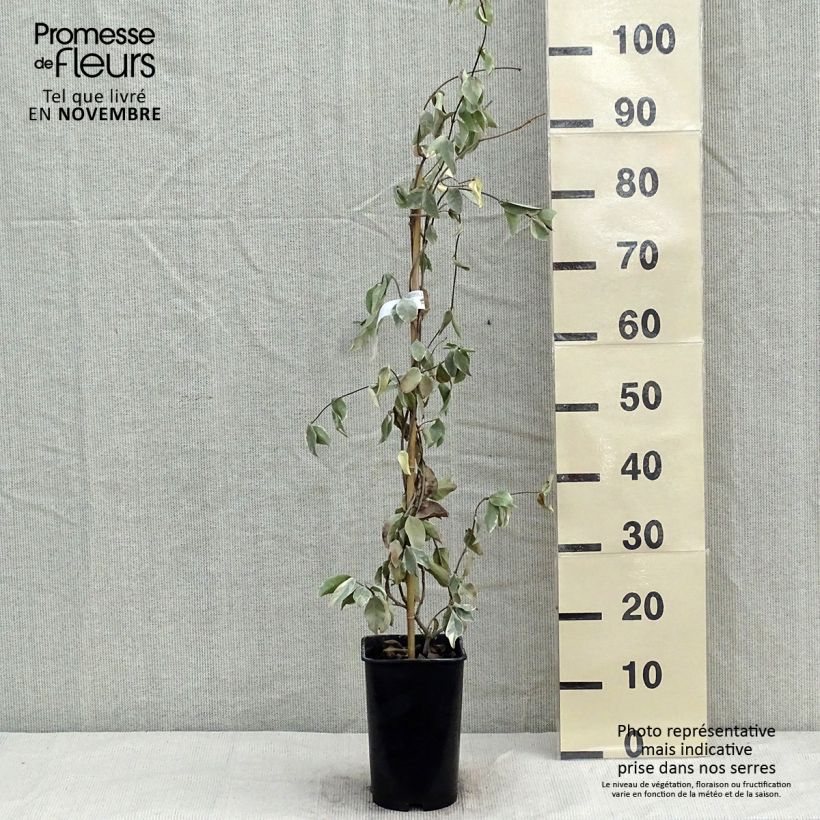 Spécimen de Trachelospermum jasminoides Variegatum - Jasmin étoilé Pot de 2L/3L tel que livré en automne