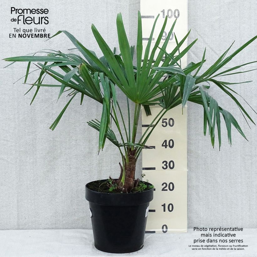 Spécimen de Palmier de Chine - Trachycarpus fortunei  Pot de 12L/15L, Stipe de 20/+ cm tel que livré en automne