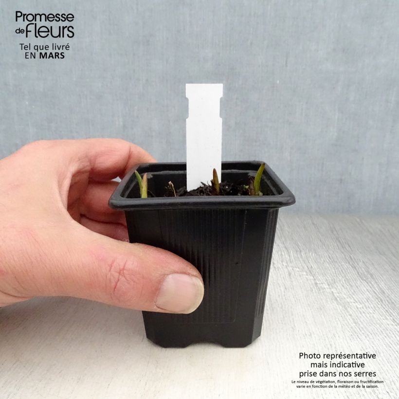 Spécimen de Tradescantia andersoniana Domaine de Courson Godet de 8/9 cm tel que livré au printemps