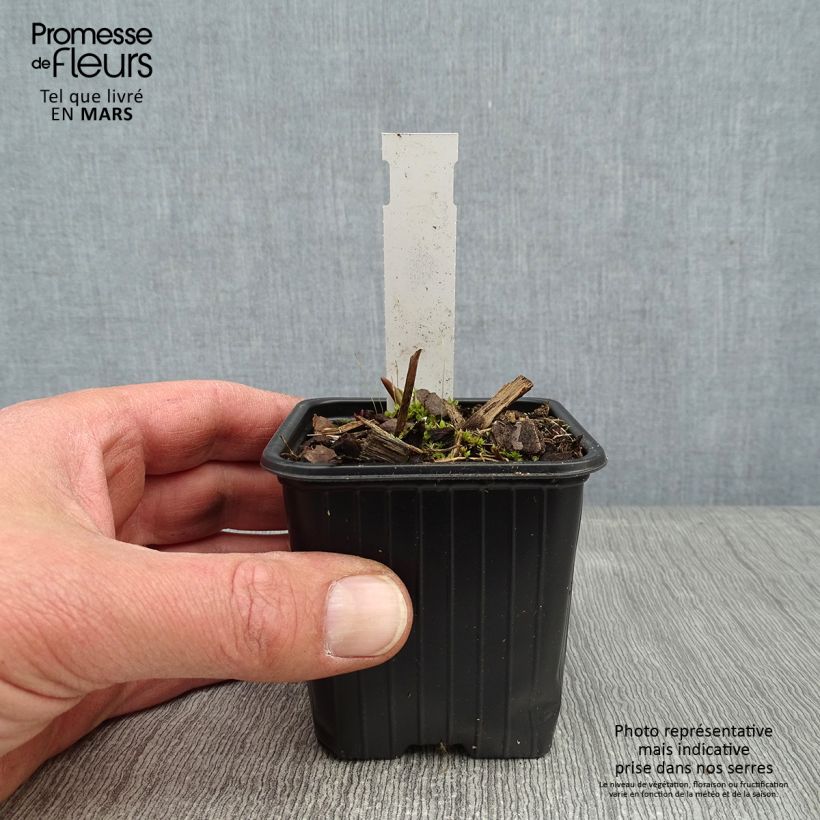 Spécimen de Tradescantia andersoniana Domaine de Courson Godet de 8/9 cm tel que livré en hiver