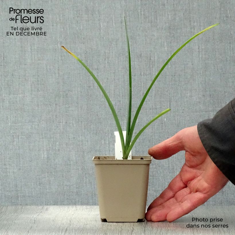 Spécimen de Ephémère de Virginie - Tradescantia andersoniana JC Weguelin Godet de 8/9 cm tel que livré en hiver