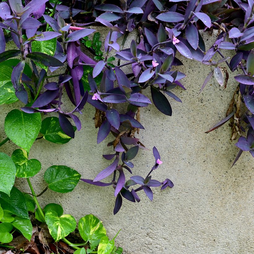 Tradescantia pallida Purple Heart - Misère pourpre (Port)
