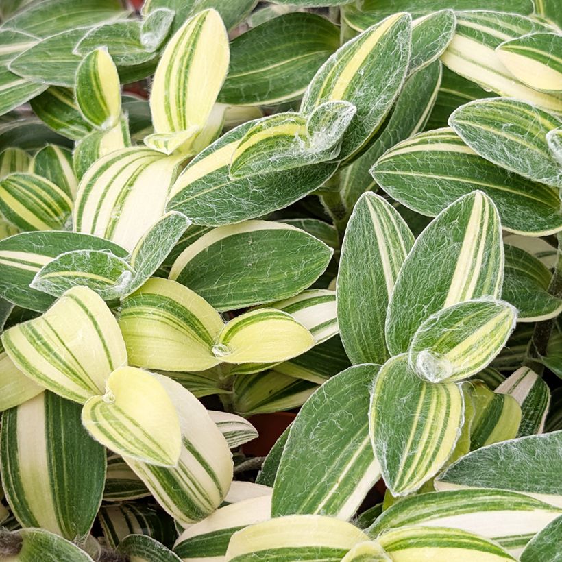 Tradescantia sillamontana Variegata - Misère laineuse (Feuillage)