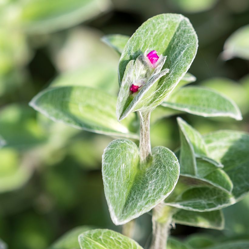 Tradescantia sillamontana - Misère laineuse (Feuillage)
