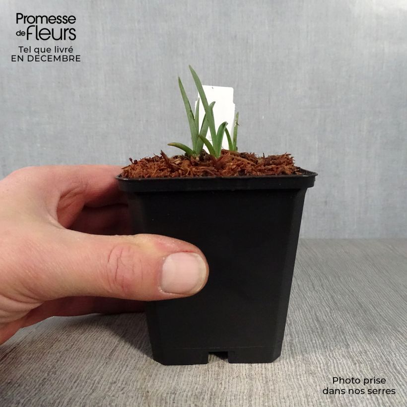 Spécimen de Ephémère de Virginie - Tradescantia x andersoniana Innocence  Godet de 8/9 cm tel que livré en hiver