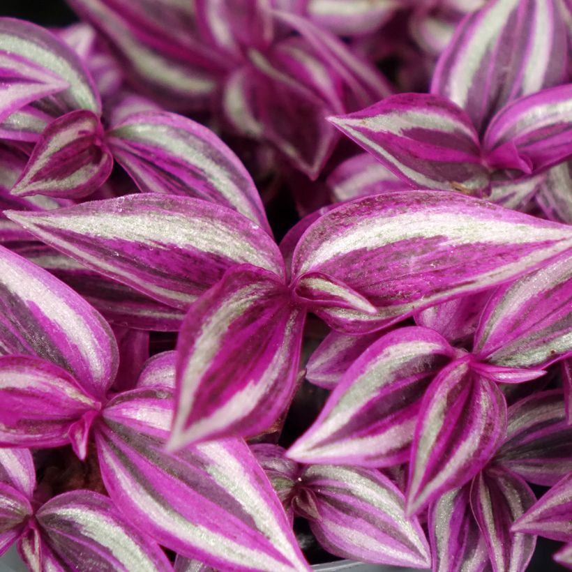 Tradescantia zebrina Pink Paradise (Feuillage)
