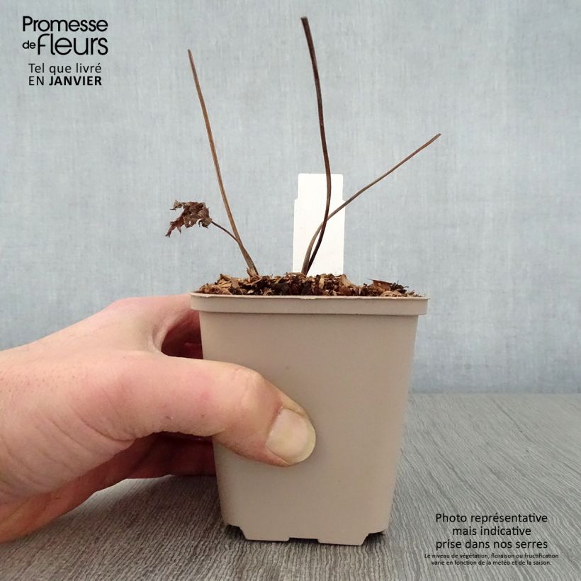 Spécimen de Trautvetteria caroliniensis Godet de 8/9 cm tel que livré en hiver