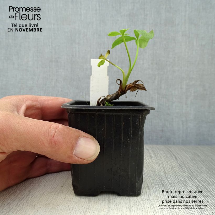Spécimen de Trèfle d'eau - Menyanthes trifoliata Godet de 8/9 cm tel que livré en automne