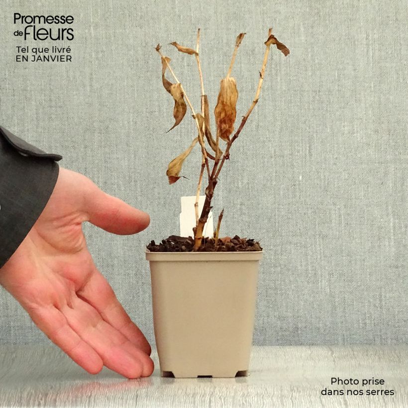 Spécimen de Tricyrtis Sinonome - Lis orchidée Godet de 8/9 cm tel que livré en hiver