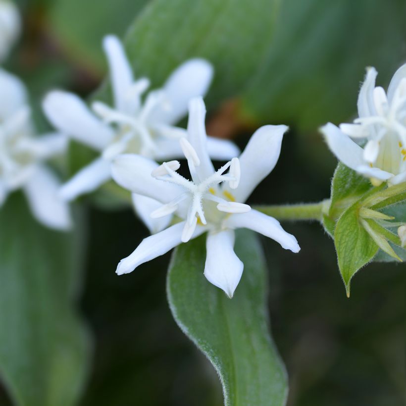Lis Orchidée - Tricyrtis hirta Alba (Floraison)
