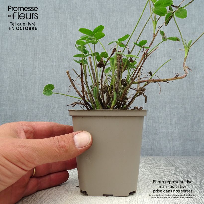 Spécimen de Trifolium ochroleucon - Trèfle beige Godet de 8/9 cm tel que livré en automne