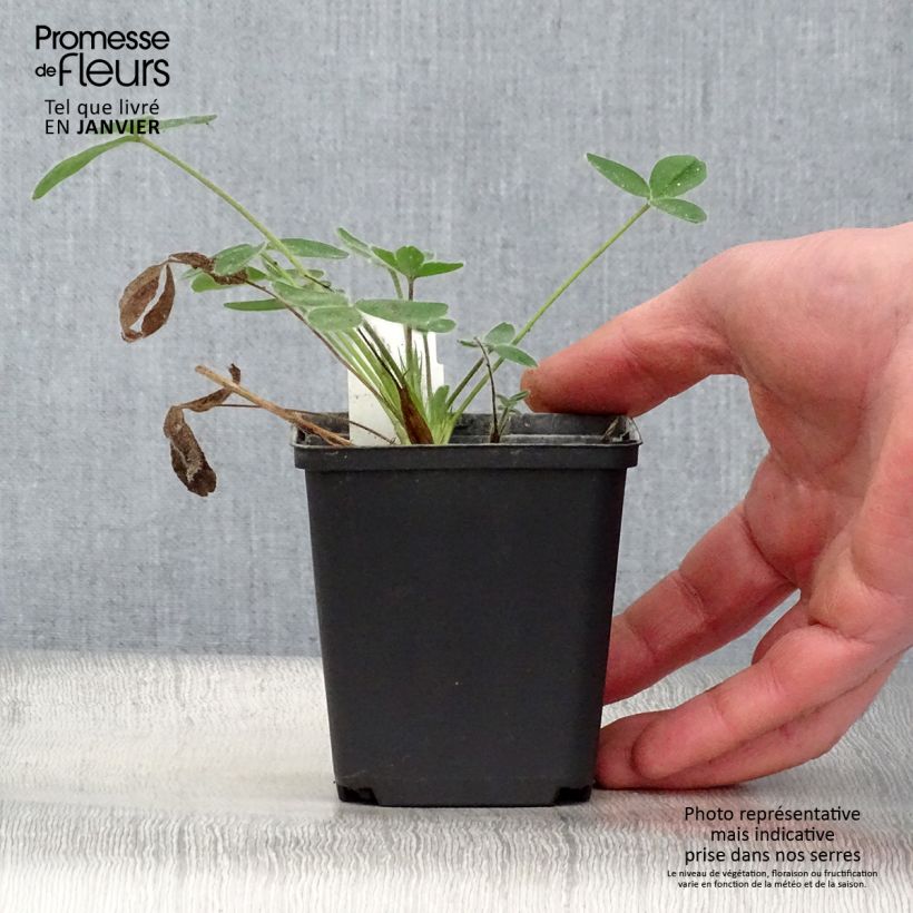 Spécimen de Trifolium ochroleucon - Trèfle beige Godet de 8/9 cm tel que livré en hiver
