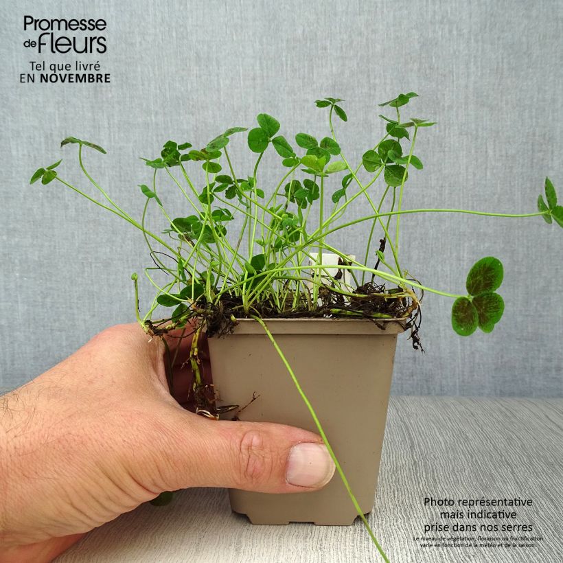 Spécimen de Trifolium repens Pentaphyllum - Trèfle incarnat Godet de 8/9 cm tel que livré en automne