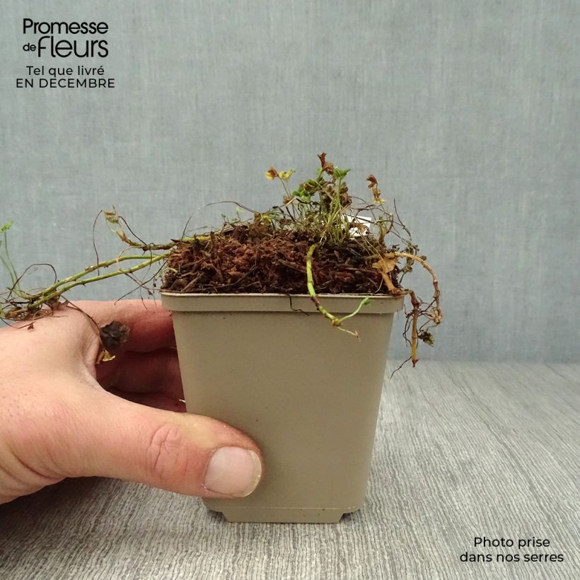 Spécimen de Trifolium repens Pentaphyllum - Trèfle incarnat Godet de 8/9 cm tel que livré en hiver