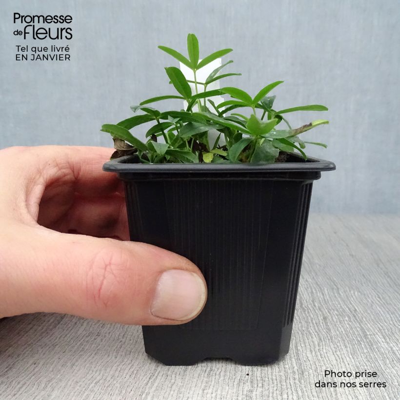 Spécimen de Trifolium rubens - Trèfle pourpré Godet de 8/9 cm tel que livré en hiver