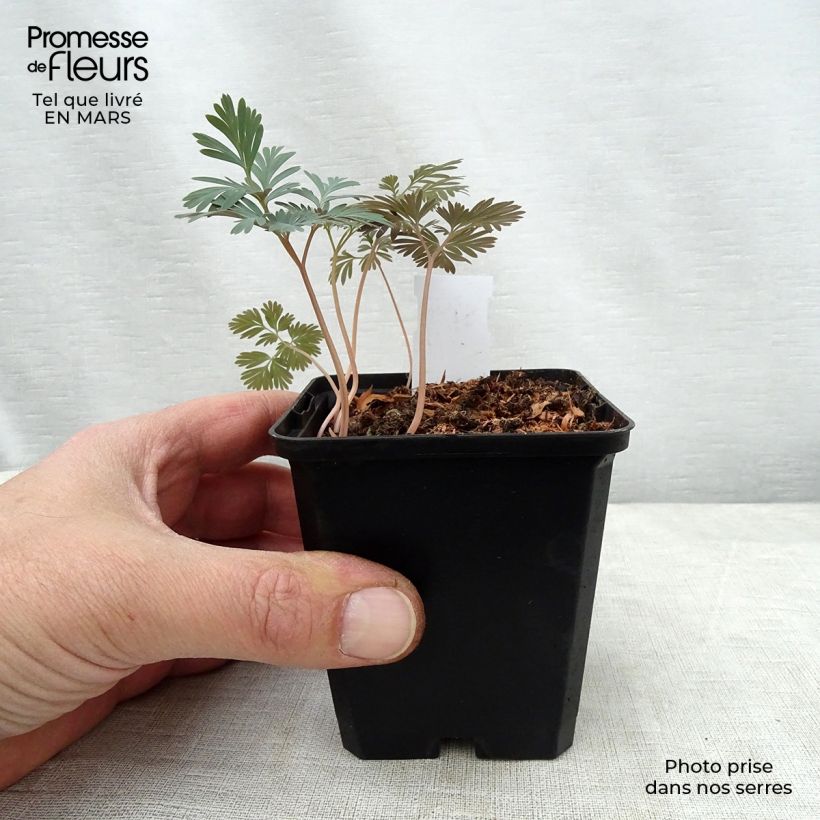 Spécimen de Trillium flexipes Godet de 8/9 cm tel que livré au printemps