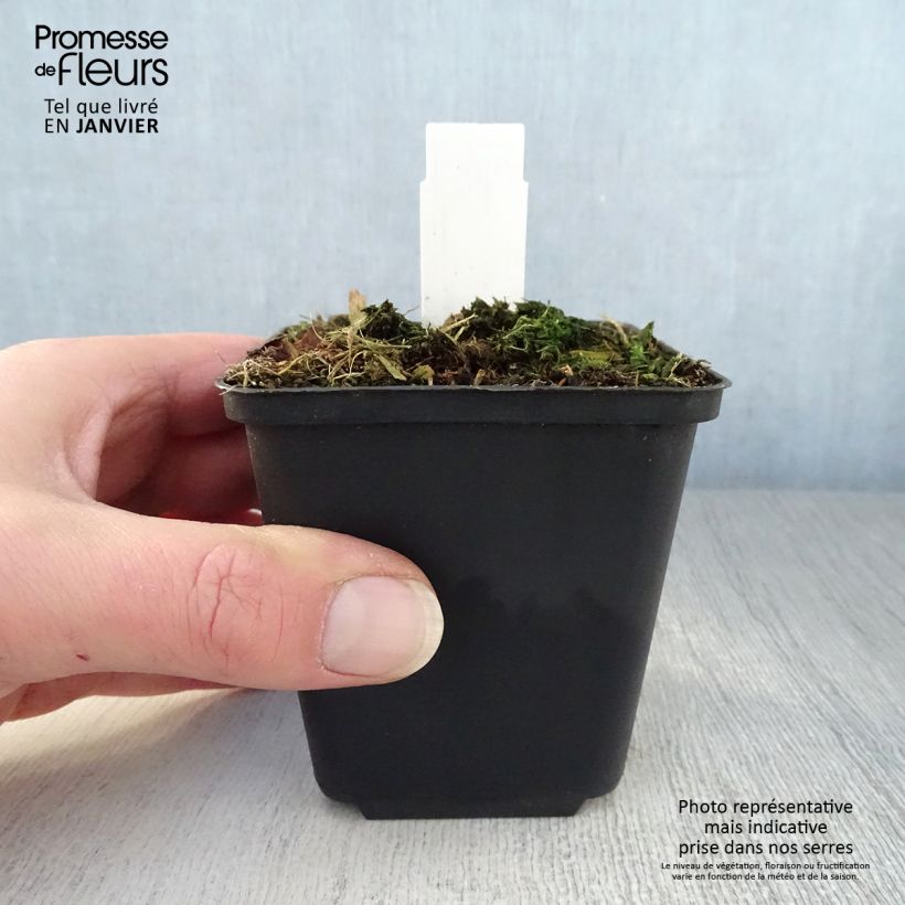 Spécimen de Trillium luteum - Trille à fleurs jaunes Godet de 8/9 cm tel que livré en hiver