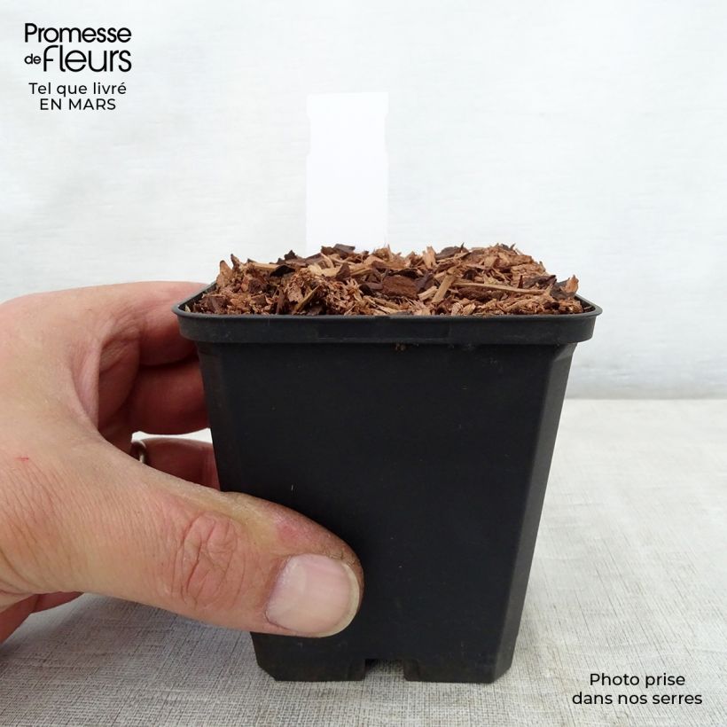 Trillium recurvatum Vasetto da 8/9 cm esemplare consegnato in primavera