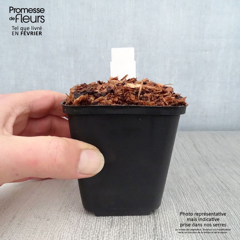 Spécimen de Trillium sessile Godet de 8/9 cm tel que livré en hiver