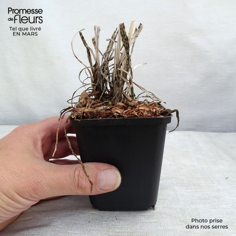 Spécimen de Tritoma - Kniphofia Banana Popsicle Godet de 8/9 cm tel que livré en hiver