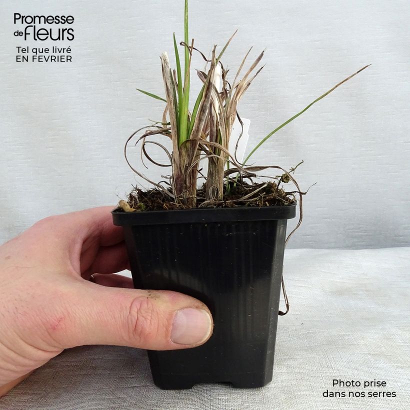 Spécimen de Tritoma - Kniphofia Mango Popsicle Godet de 8/9 cm tel que livré en hiver