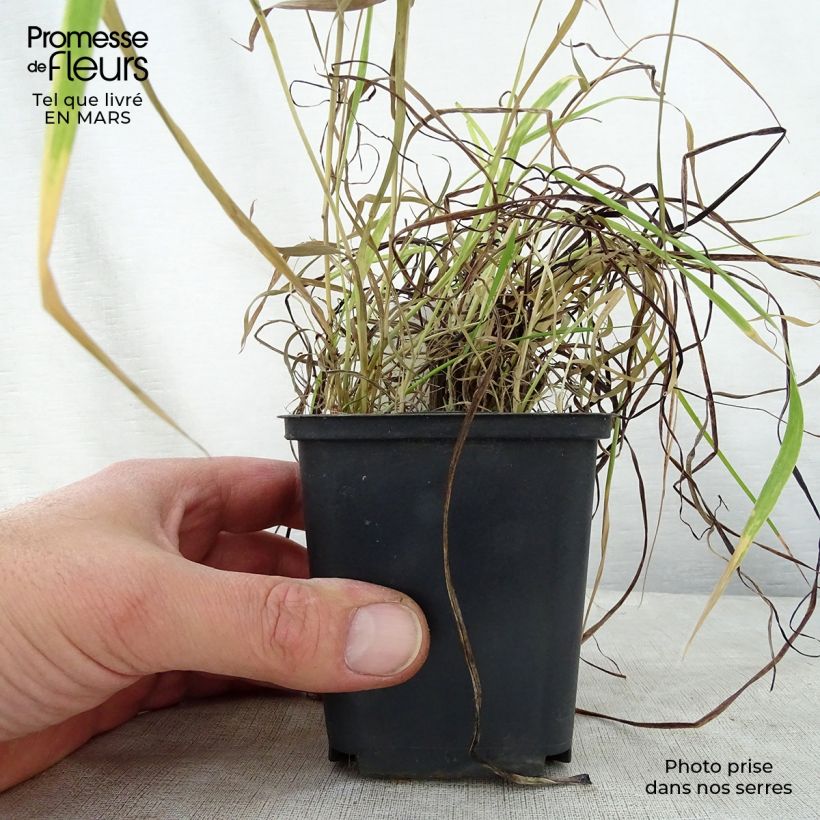 Spécimen de Tritoma - Kniphofia Nancy's Red Godet de 8/9 cm tel que livré au printemps