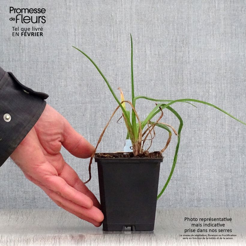 Spécimen de Tritoma - Kniphofia Nancy's Red Godet de 8/9 cm tel que livré en hiver