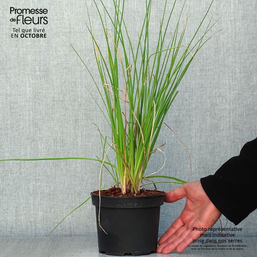Spécimen de Tritoma - Kniphofia Nancy's Red Pot de 2L/3L tel que livré en automne