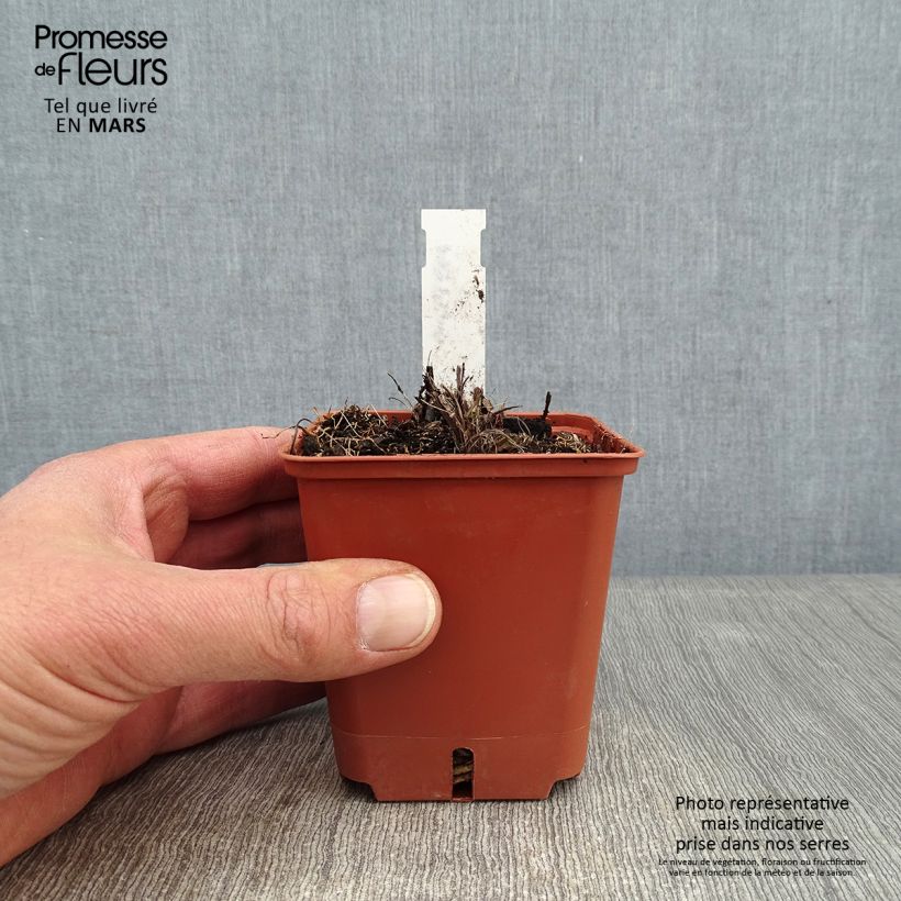 Spécimen de Tritoma - Kniphofia Papaya Popsicle Godet de 8/9 cm tel que livré en hiver