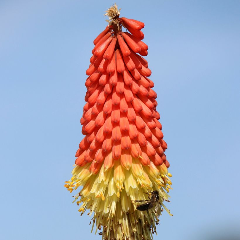 Kniphofia Traffic Lights - Tritoma (Floraison)