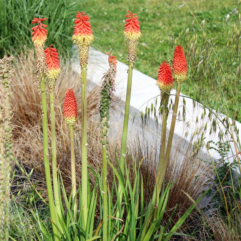 Kniphofia Traffic Lights - Tritoma (Port)