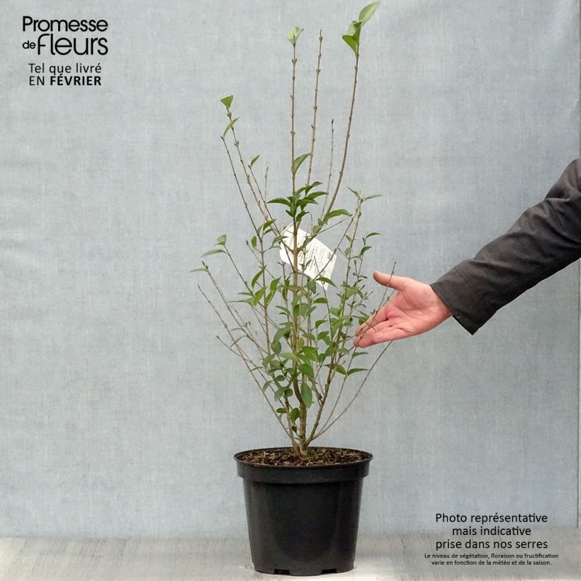Spécimen de Troène - Ligustrum ovalifolium Pot de 7,5L/10L tel que livré en hiver