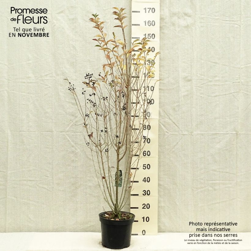 Spécimen de Troène - Ligustrum ovalifolium Pot de 7,5L/10L tel que livré en automne
