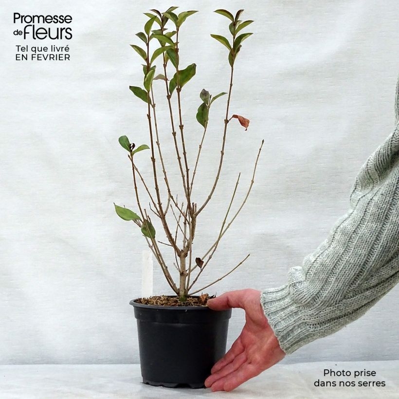 Spécimen de Troène - Ligustrum ovalifolium Pot de 2L/3L tel que livré en hiver