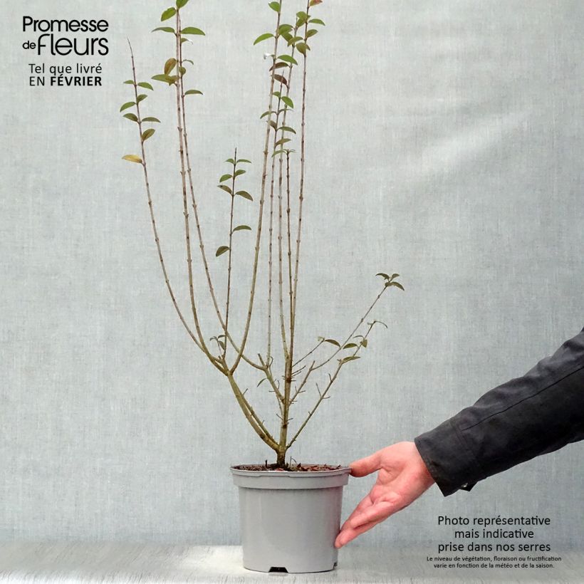 Spécimen de Troène commun - Ligustrum vulgare Atrovirens Pot de 2L/3L tel que livré en hiver