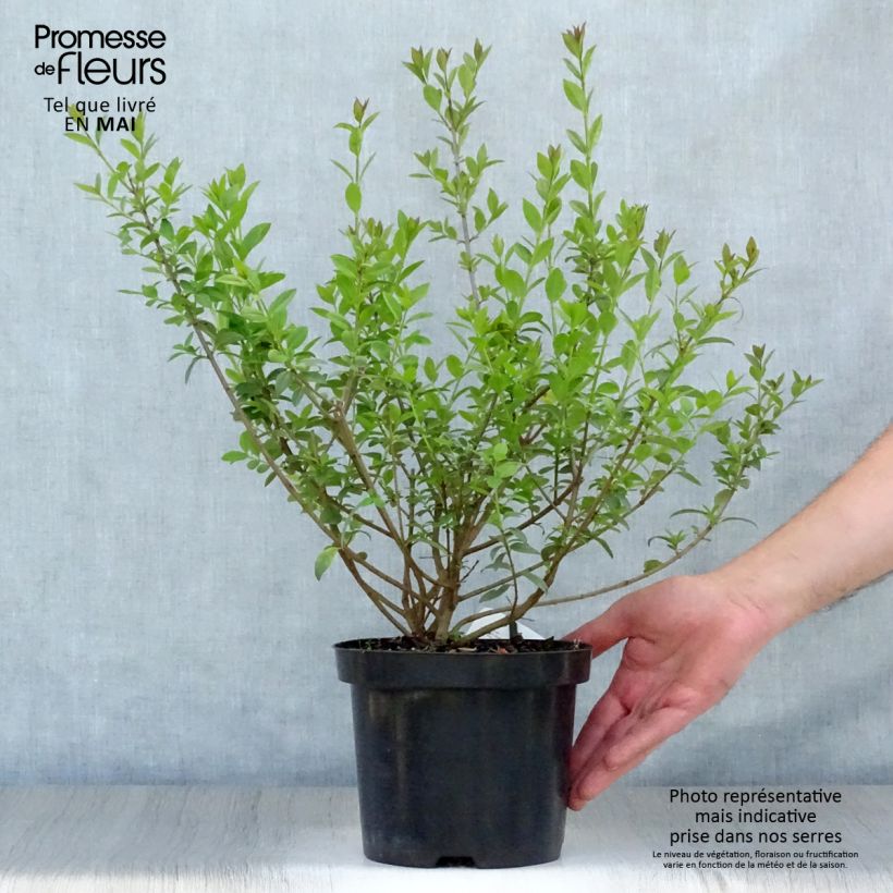 Spécimen de Troène commun - Ligustrum vulgare Atrovirens Pot de 2L/3L tel que livré au printemps