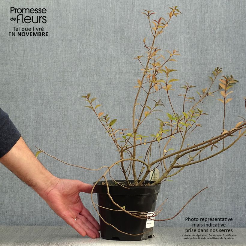 Spécimen de Troène commun - Ligustrum vulgare Atrovirens Pot de 2L/3L tel que livré en automne