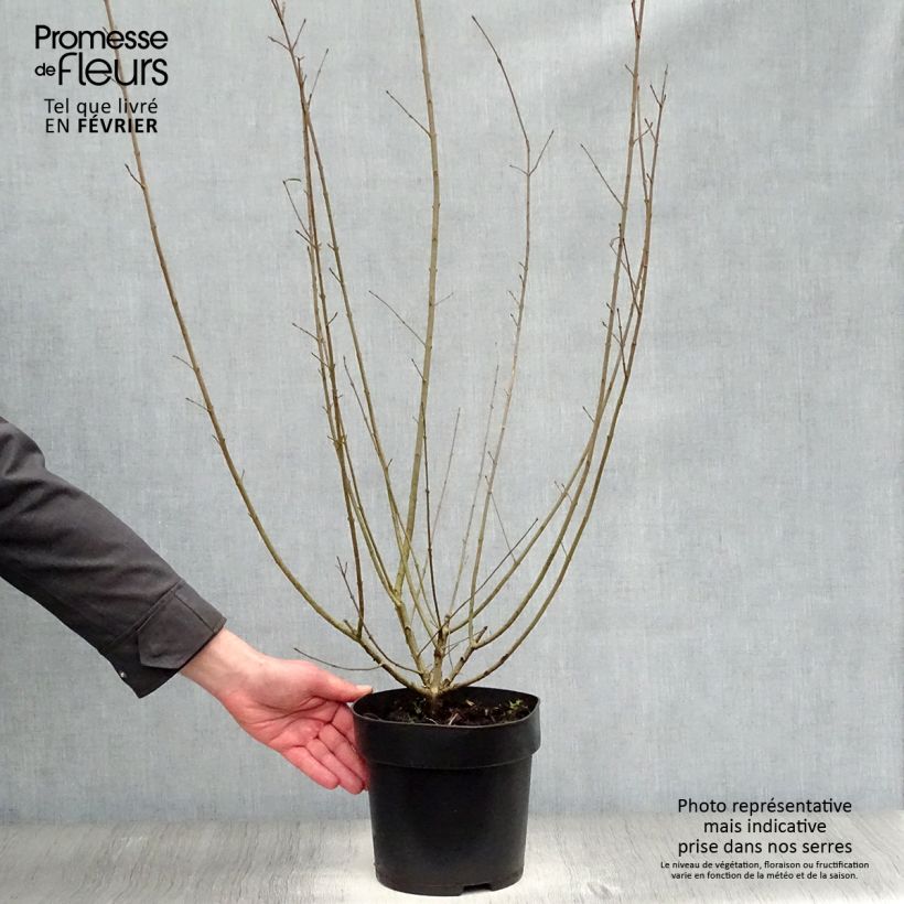 Spécimen de Troène commun - Ligustrum vulgare Atrovirens Pot de 4L/5L tel que livré en hiver