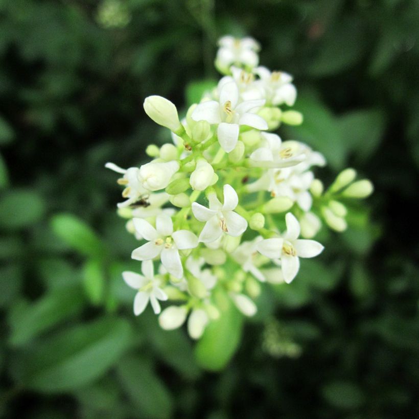 Troène commun - Ligustrum vulgare (Floraison)