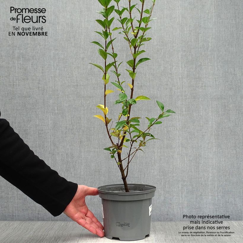 Spécimen de Troène de Californie Lemon Lime - Ligustrum ovalifolium  Pot de 2L/3L tel que livré en automne