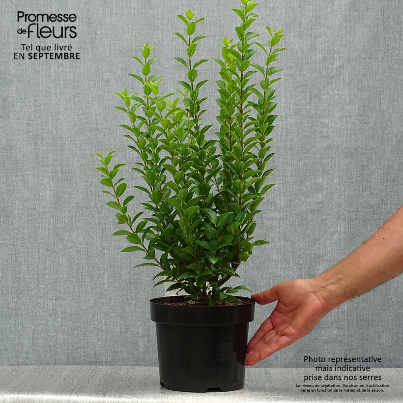 Spécimen de Troène de Californie - Ligustrum ovalifolium Green Diamond Pot de 2L/3L tel que livré en automne