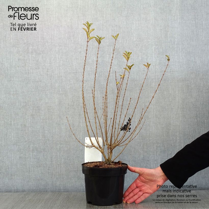 Spécimen de Troène de Californie - Ligustrum ovalifolium Green Diamond Pot de 2L/3L tel que livré en hiver