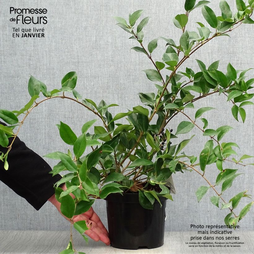 Spécimen de Troène de Chine - Ligustrum lucidum Pot de 2L/3L tel que livré en hiver