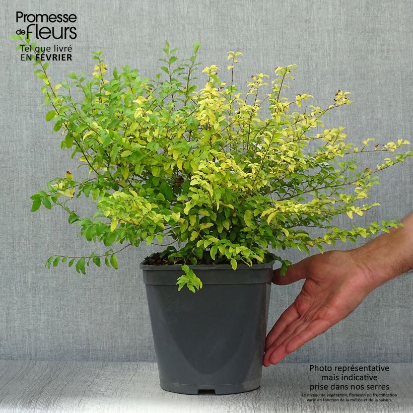 Spécimen de Troène de Chine - Ligustrum sinense Sunshine Pot de 4L/5L tel que livré en automne