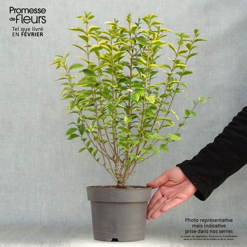 Spécimen de Troène doré  - Ligustrum ovalifolium Aureum Pot de 2L/3L tel que livré en hiver