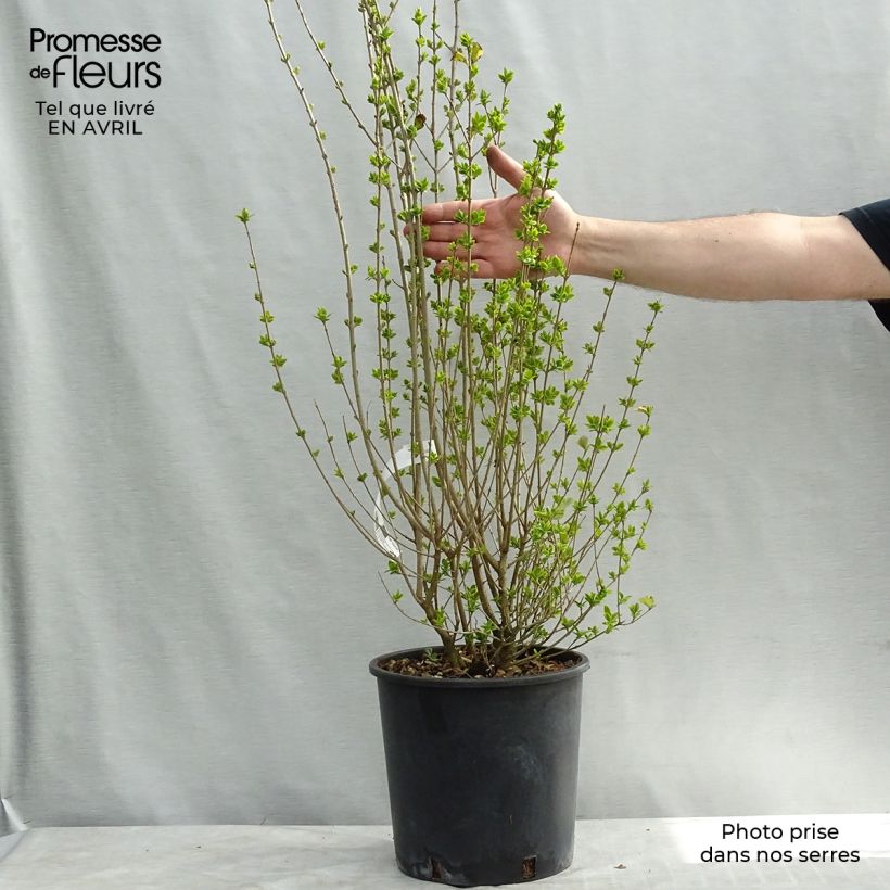 Spécimen de Troène doré  - Ligustrum ovalifolium Aureum Pot de 7,5L/10L tel que livré au printemps